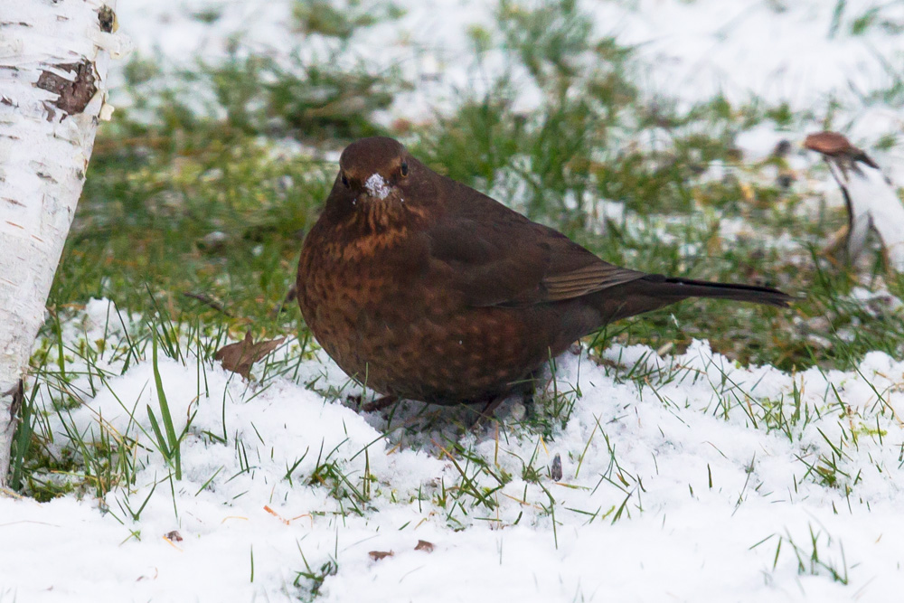 Don´t eat yellow snow....