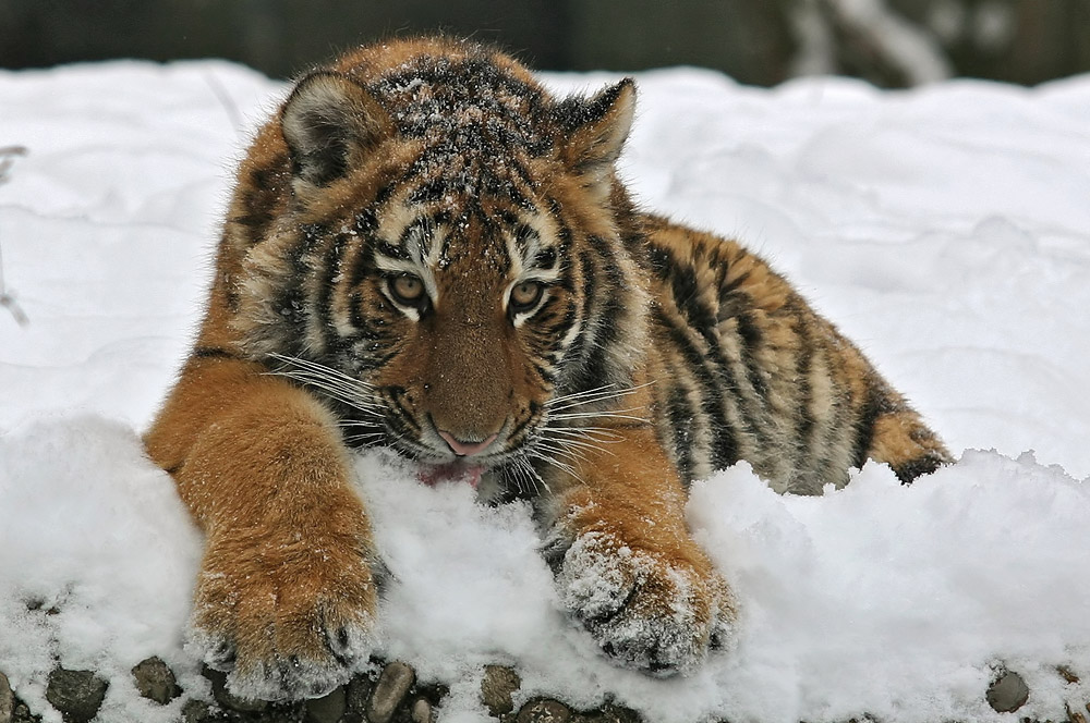 Don´t eat yellow snow.....