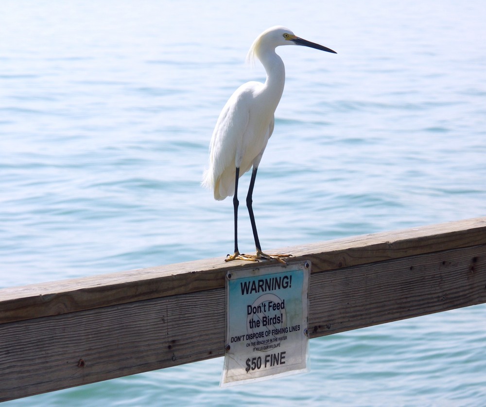 Don't Feed the Birds