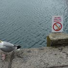 don´t feed the seagulls