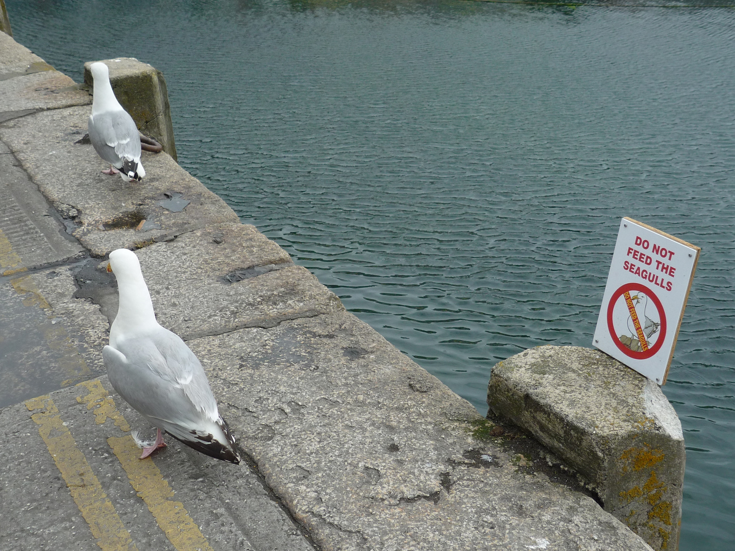 don´t feed the seagulls - okay...