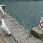 don´t feed the seagulls - okay...