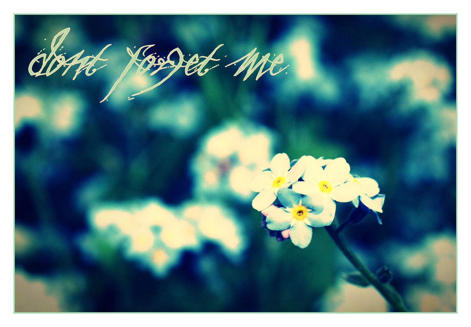 don`t forget me