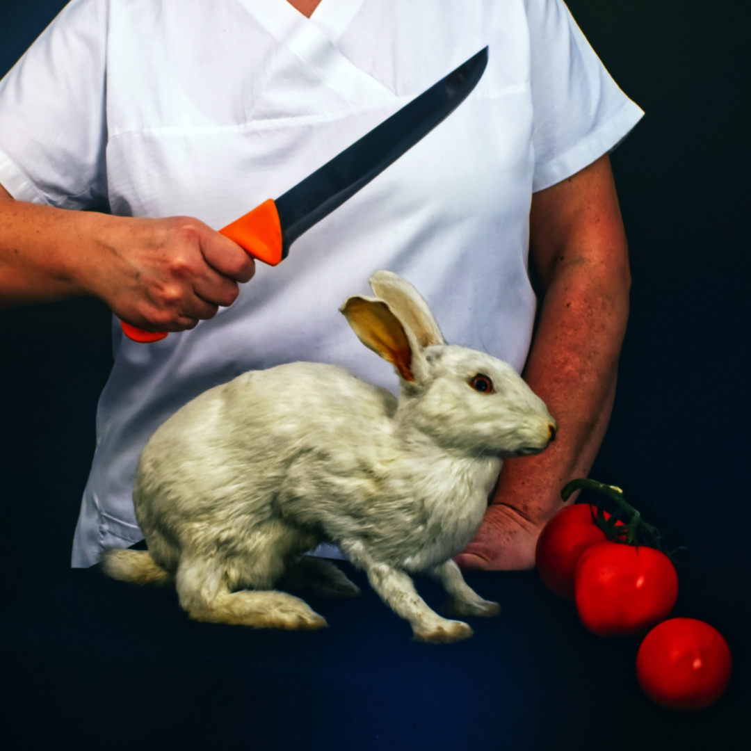 don't kill the rabbit