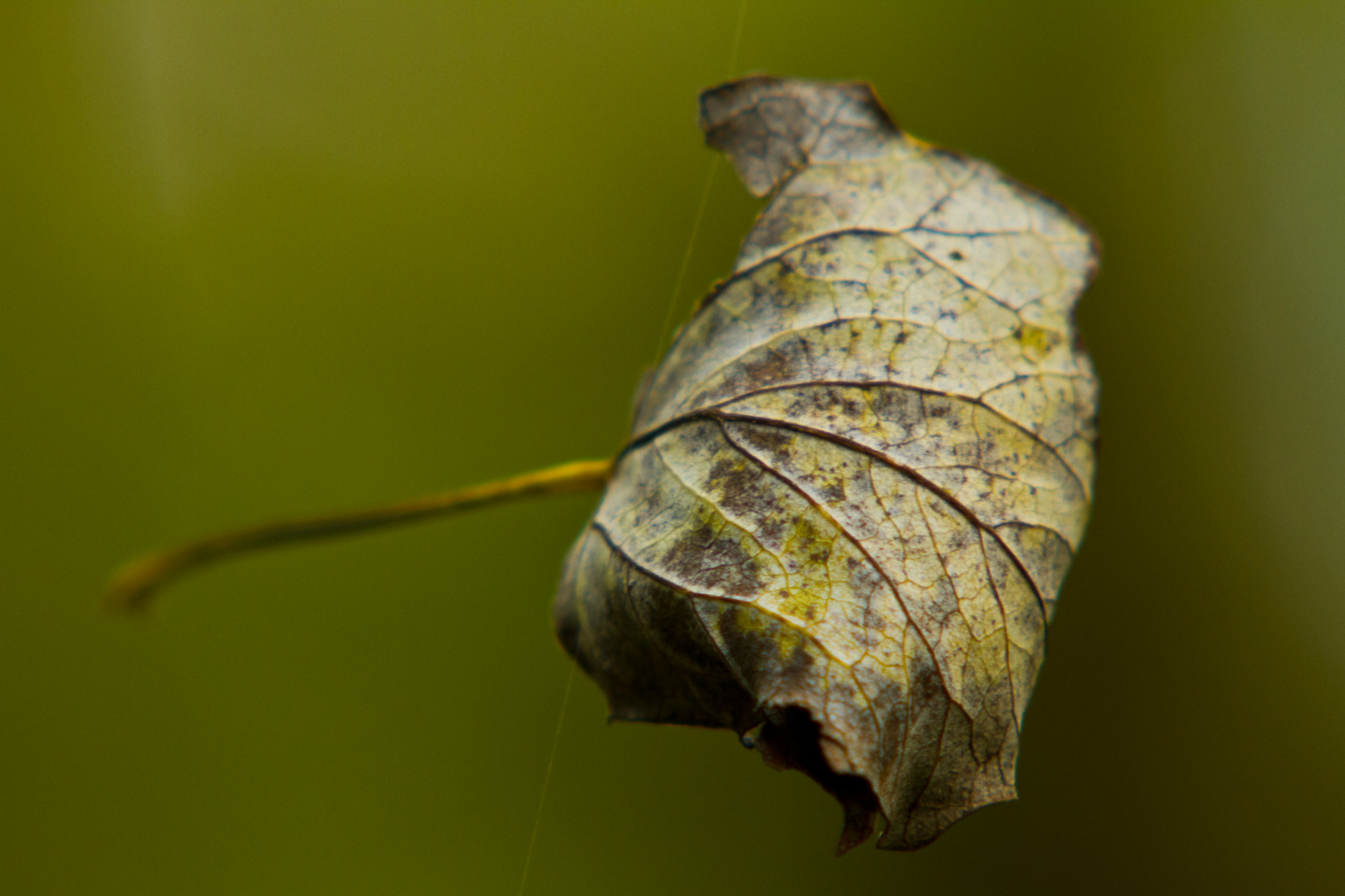 dont leaf