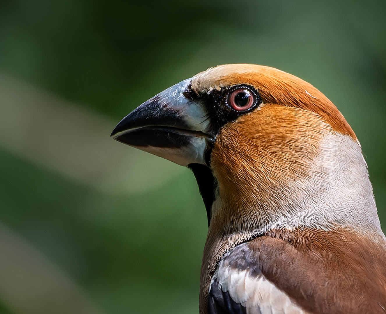 Don't mess with the Hawfinch