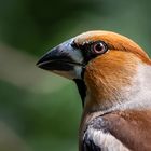 Don't mess with the Hawfinch