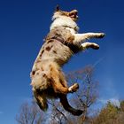 Don't tell me dogs can't fly...