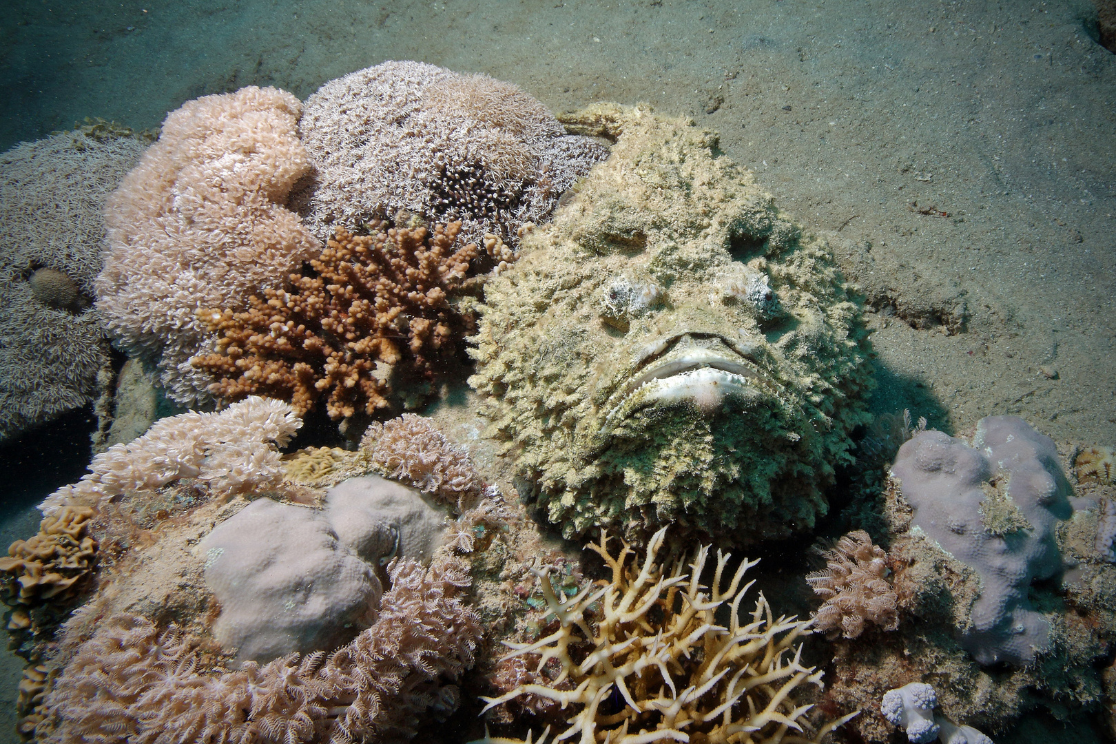 Don't touch the Corals