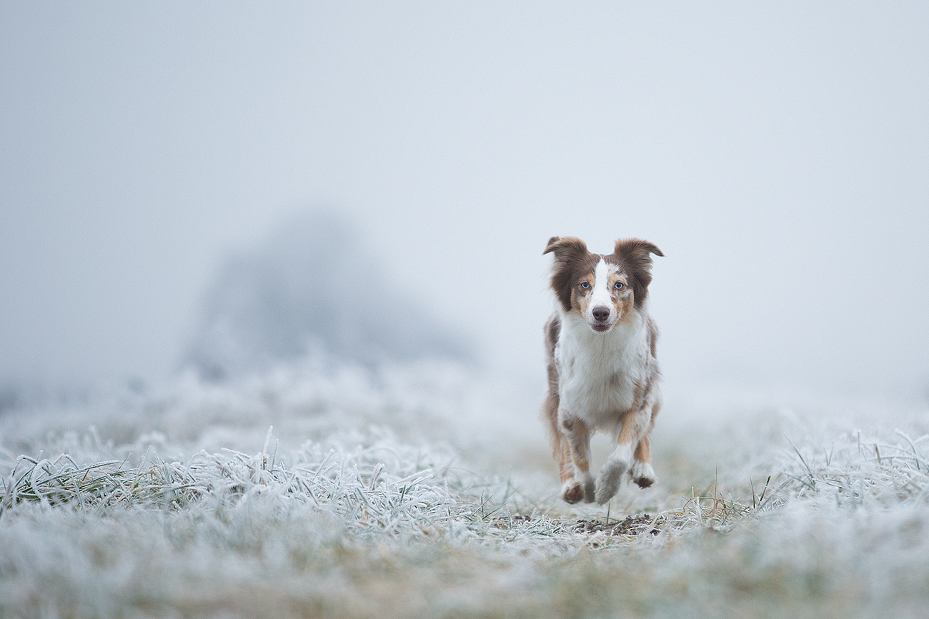 don´t touch the frozen grass!