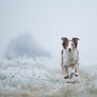 don´t touch the frozen grass!