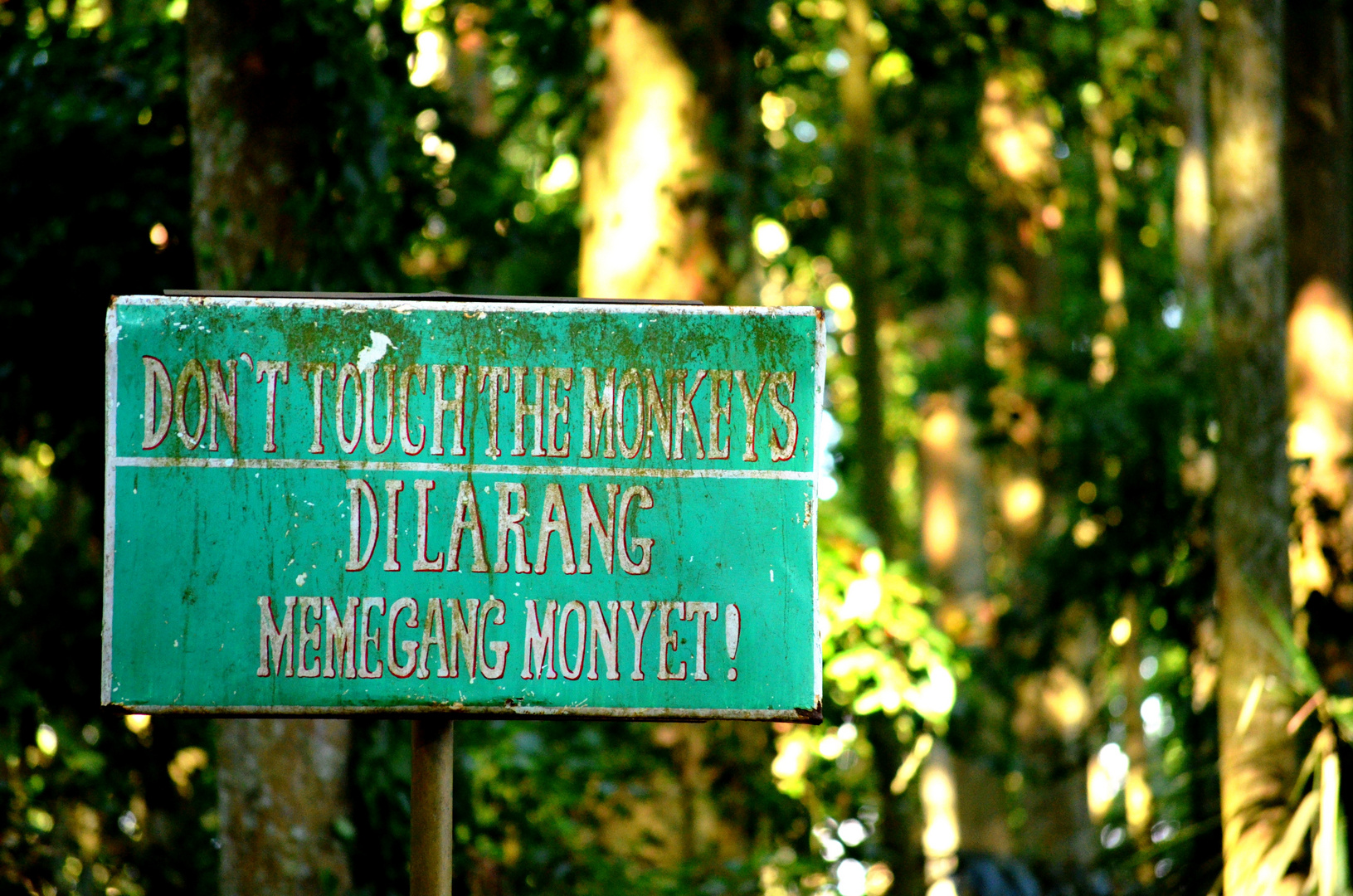 Don`t touch the monkeys