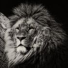 don´t wake the lion