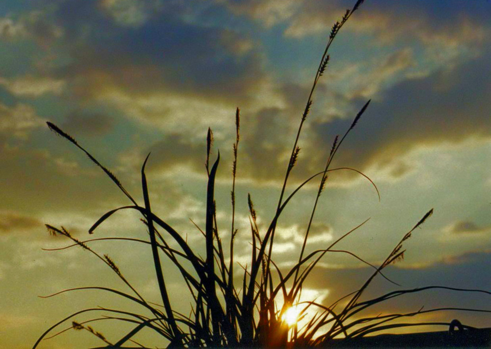 Don´t walk on the Gras....