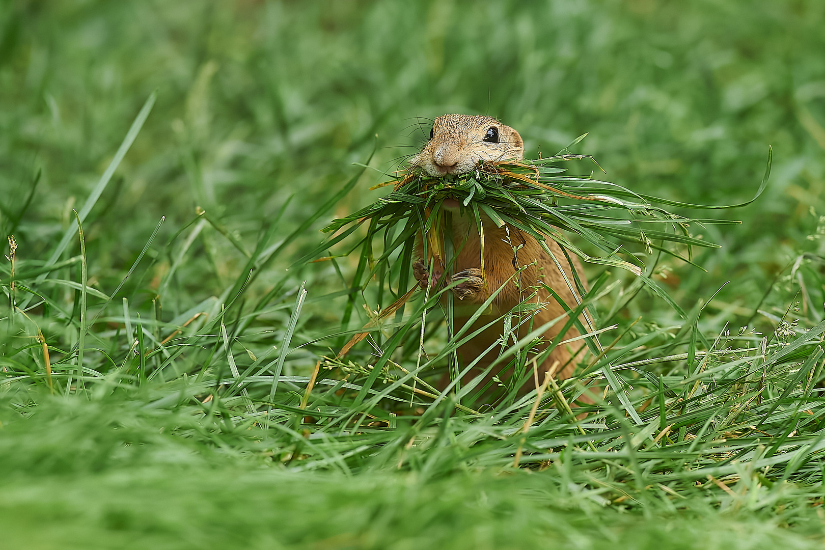 Don´t walk on the gras.....