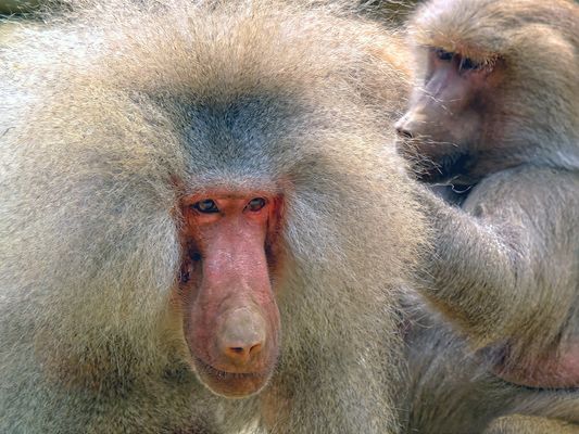 Don't worry, honey, your hair looks great