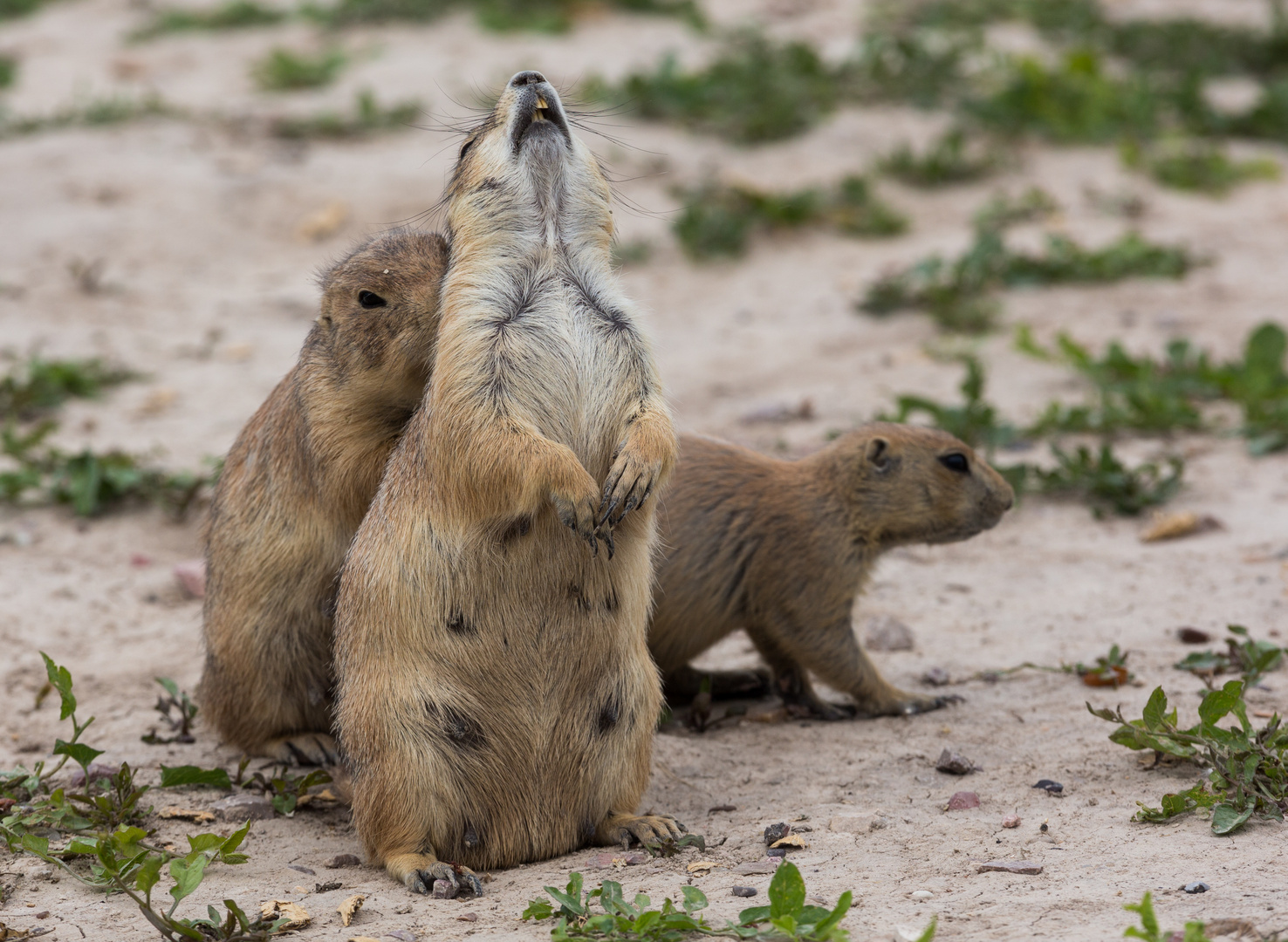 Don't you dare stop scratching! :)