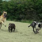 DoNut, Amy und Domino