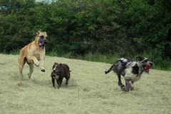 DoNut, Amy und Domino