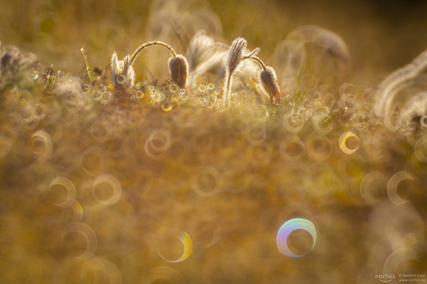 Donuts Reflektionen