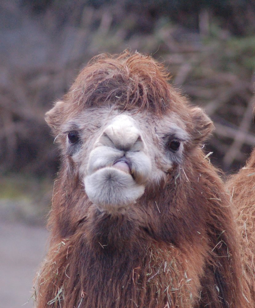 doof-gucken-kann-ich-auch-foto-bild-tiere-zoo-wildpark