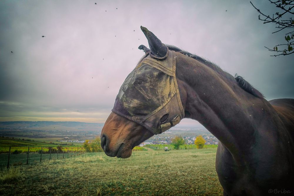 Doofe Mücken Foto & Bild pferd, mücken, plagegeister Bilder auf