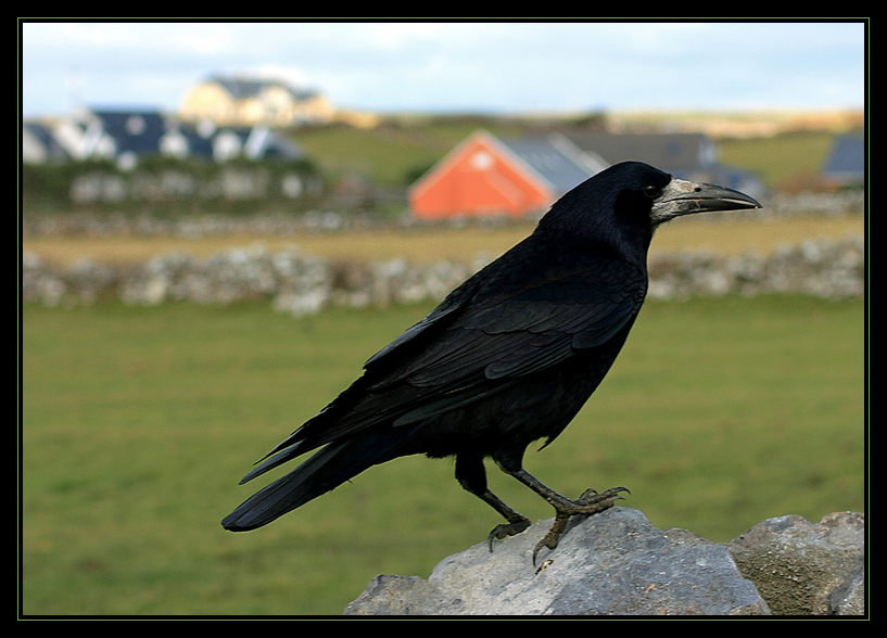 Doolin Raven