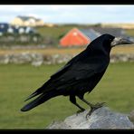 Doolin Raven