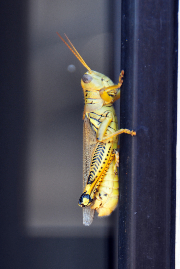 Door Handle Grass Hopper