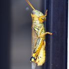 Door Handle Grass Hopper