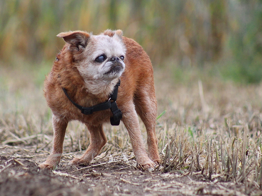 Doping !!!!!! ;) Foto Bild | haustiere, hunde auf