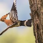 dopo il nutrimento un bel volo