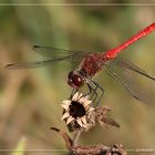 :: Dopo la Bionda (per chi l'ha vista), la Rossa...