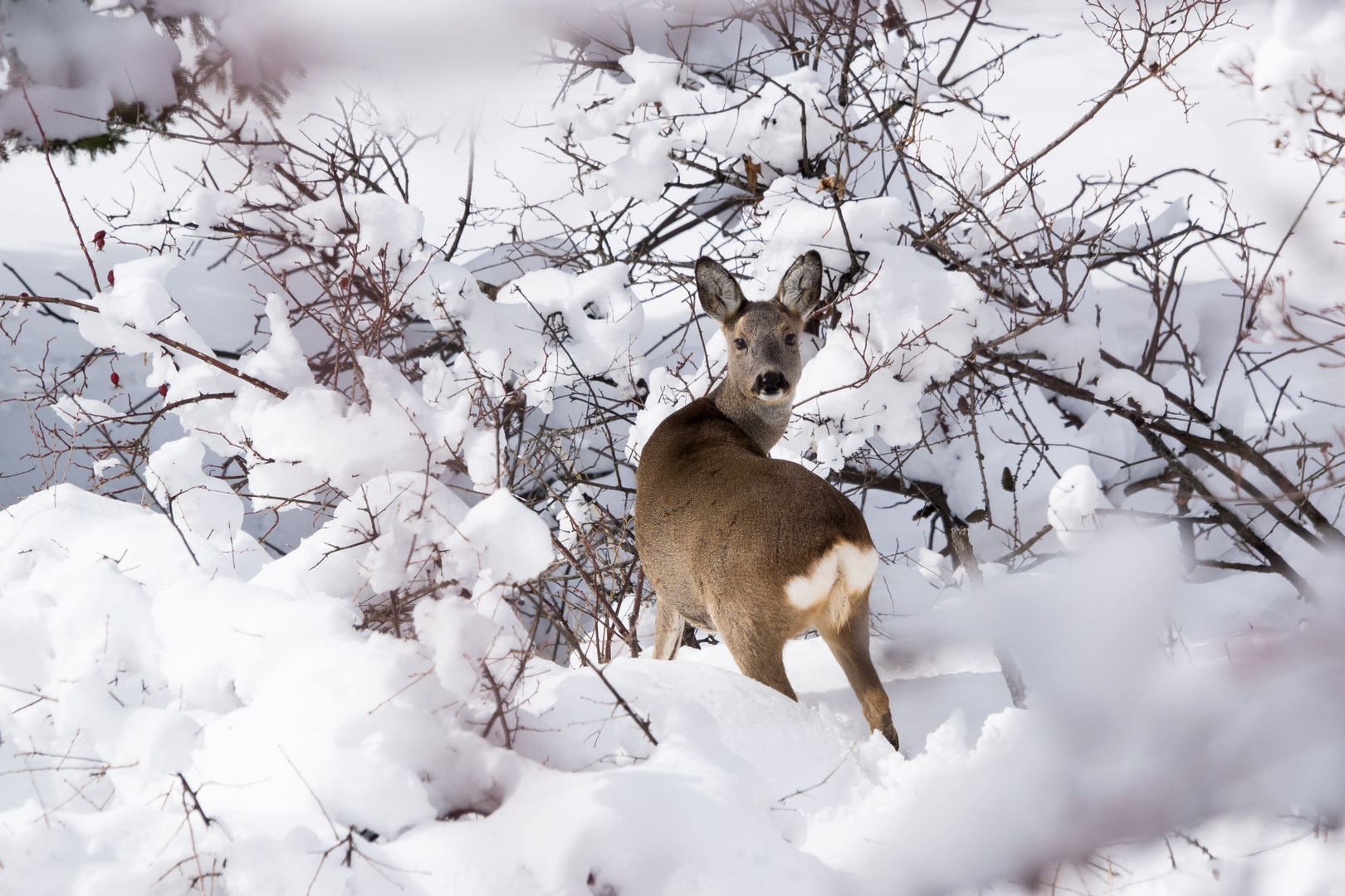 Dopo la neve