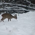 dopo la nevicata