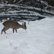 dopo la nevicata