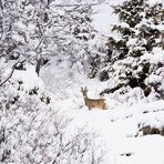 Dopo la nevicata