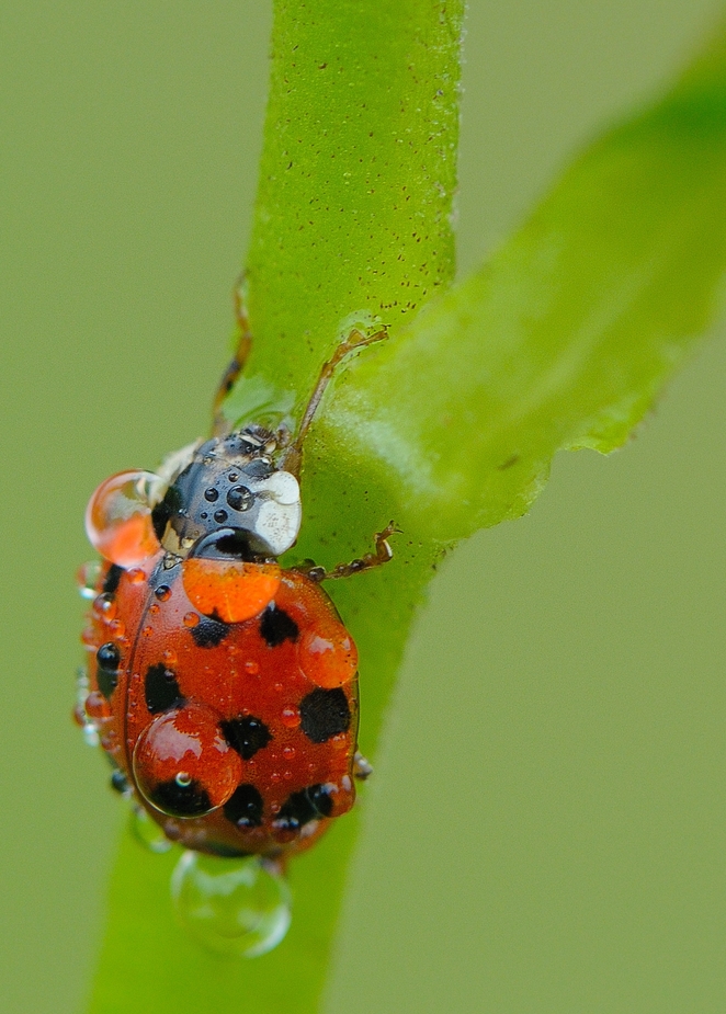 *Dopo la pioggia* by Bernd Ullrich 