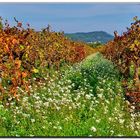 dopo la vendemmia...