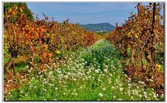 dopo la vendemmia...