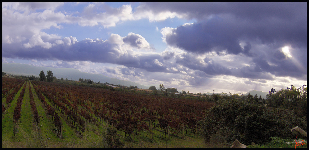 Dopo la Vendemmia ...