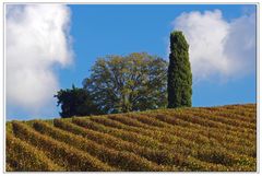 dopo la vendemmia....