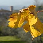 dopo la vendemmia