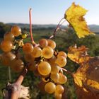 dopo la vendemmia