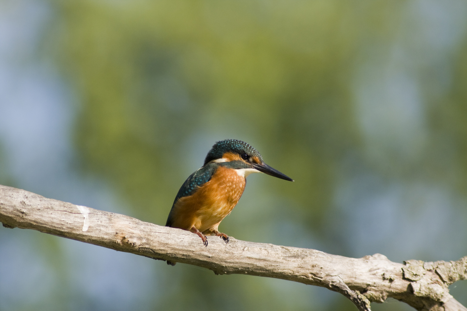 Dopo lunga attesa la mia prima cattura del Martin Pescatore (Alcedo Atthis)