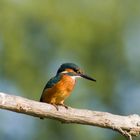 Dopo lunga attesa la mia prima cattura del Martin Pescatore (Alcedo Atthis)