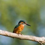 Dopo lunga attesa la mia prima cattura del Martin Pescatore (Alcedo Atthis)