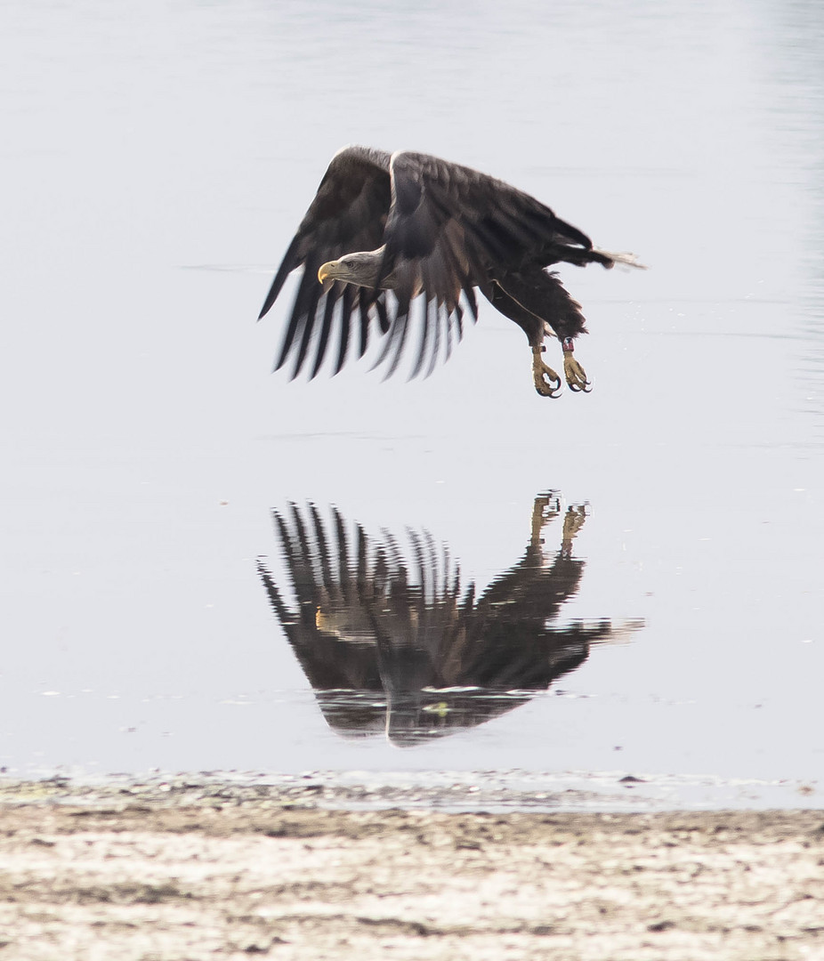 "Doppel Adler"