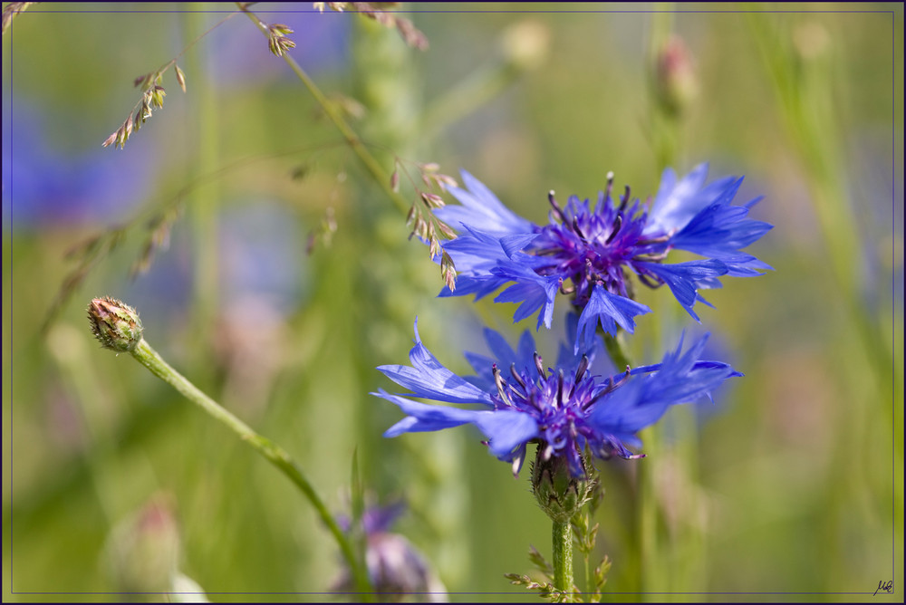 Doppel blau