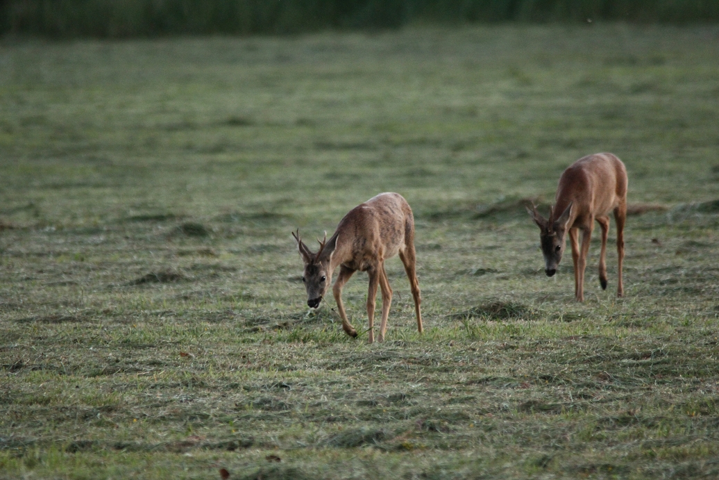 Doppel Bock 1